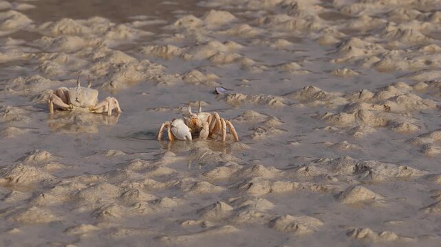 Atlantic ghost crabs walking sideways on sandy mudflats, socotra island