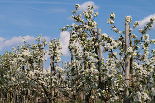 White-flowering fruit trees stand in an open field.