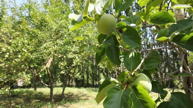 A close-up view of an unripe green persimmon fruit hanging on a tree branch with green leaves. The background reveals a blurred, sunlit orchard with many trees.