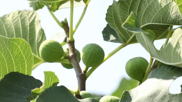 A panning shot reveals a lush green fig tree with unripe fruits growing in a sunny orchard, set against a backdrop of arid mountains under a blue sky.

