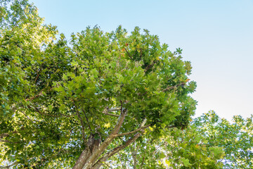 Fototapeta premium Green Leaves and young futis of Pltatanus oreintalis tree in sunset light.