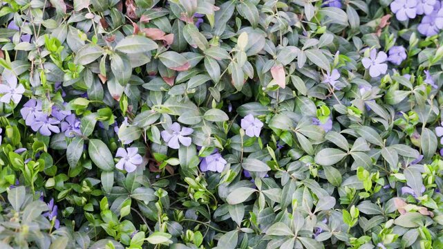Blooming Vinca minor plants with purple flowers covering garden bed. Natural floral texture with fresh green foliage.