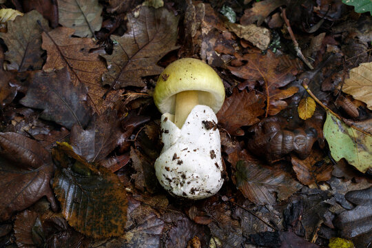 Death cap mushroom in autumn forest floor. Amanita phalloides is the most poisonous and deadly fungus worldwide.
