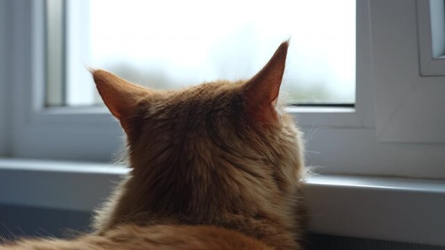 A fluffy red Maine Coon cat resting its head on a white windowsill while thoughtfully looking out the window. Close up.