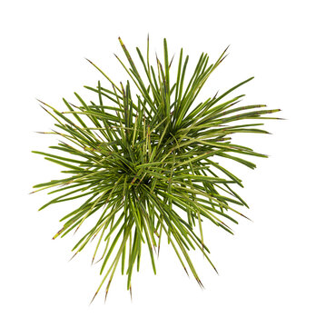 Green grass isolated on transparent background. monkey Grass PNG. Clump of grass isolated on white backgrounds with copy space. Meadow PNG. Lawn PNG. top view of cutout border grass clump transparent