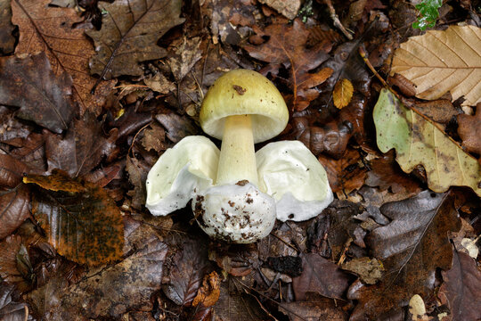 Death cap mushroom in autumn forest floor. Amanita phalloides is the most poisonous and deadly fungus worldwide.