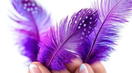 Close up hands holding purple spotted feathers on white