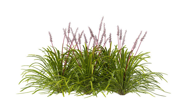 Green grass isolated on transparent background. monkey Grass PNG. Clump of grass isolated on white backgrounds with copy space. Meadow PNG. Lawn PNG. Side view of cutout border grass clump transparent