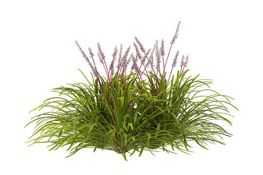 Green grass isolated on transparent background. monkey Grass PNG. Clump of grass isolated on white backgrounds with copy space. Meadow PNG. Lawn PNG. Side view of cutout border grass clump transparent