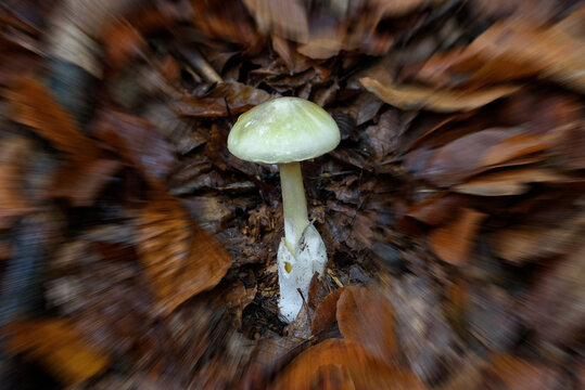 Detailed identification of Amanita phalloides death cap. Highly toxic mushroom with lethal amatoxins on fallen leaves.
