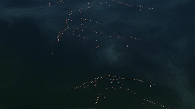 Large flock of pink flamingos feeding and walking in formations in the dark water of a lagoon