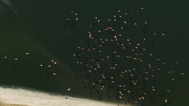 Spectacular top down view of a large flock of flamingos flying over a green lake and sandy shore
