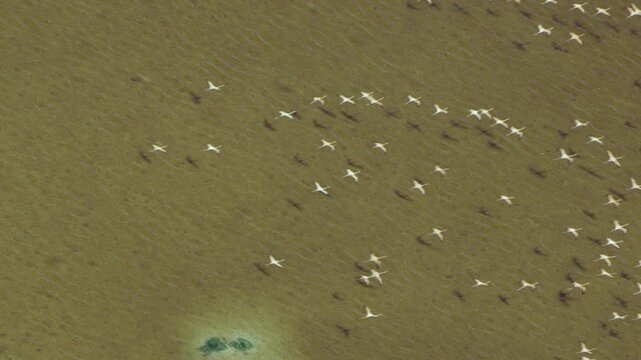 Hundreds of pink flamingos flying in formation over a murky lake, casting long shadows