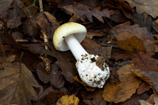Death cap mushroom in autumn forest floor. Amanita phalloides is the most poisonous and deadly fungus worldwide.