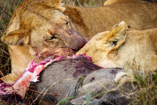 Pride of lions ( panthera leo) feeding on a fresh kill in a grassy savannah. In the wild, lions are social carnivores. Here gorging on caught warthog.