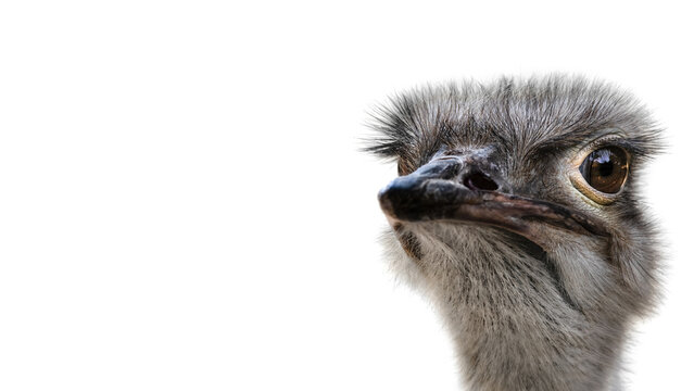 A Side Portrait of the Common Ostrich ( Struthio Camelus )