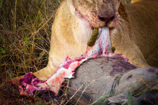 High-detail profile shot of an adolescent lion with fresh blood matted in its fur after a kill in Serengeti National Park.