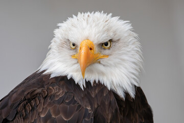 Obraz premium Bald Eagle Close Up Portrait (Haliaeetus leucocephalus) Bird of Prey Wildlife North America