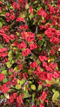 Euphorbia milii or Crown of thorns, Christ plant red flowers as a background,4K vertical video.