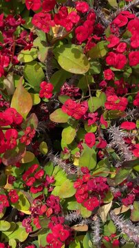 Euphorbia milii or Crown of thorns, Christ plant red flowers as a background,4K vertical video.