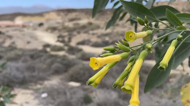 Tobacco tree or Nicotiana glauca  with yellow flowers growing wild in Tenerife ,Canary Islands, Spain close up, 4K.