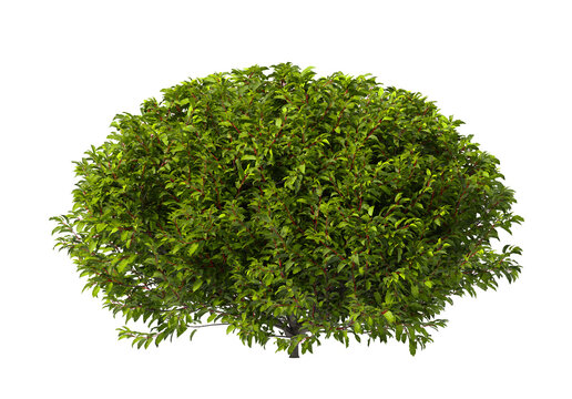 Bush isolated on transparent background. Shrub isolated on transparent background. Side view tropical ornamental Garden plant flower bush shrub tree isolated on white background. Bush PNG. Shrub PNG.
