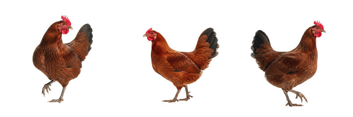 Buckeye Chicken Standing Heritage Breed - Gallus gallus domesticus - American Poultry - Poule Buckeye - Buckeye Huhn - Cold Hardy Livestock Photography SEO for Farming and Agriculture Industry © Homelander