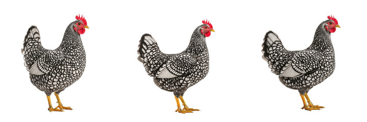 Dominique Chicken Standing Barred Plumage - Gallus gallus domesticus - Oldest American Breed - Poule Dominique - Dominique Huhn - Heritage Livestock Photography SEO for Farming and Agriculture © Homelander