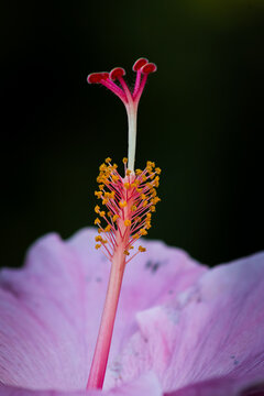 Primer plano macro de un pistilo de un hibisco rosa.