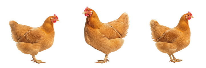 Buff Orpington Chicken Golden Feathers - Gallus gallus domesticus - English Heritage Breed - Poule Orpington Fauve - Gelbes Orpington Huhn - Classic Livestock Photography SEO for Farming Use © Homelander