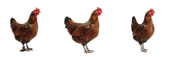 Partridge Wyandotte Chicken Standing Heritage - Gallus gallus domesticus - Poule Wyandotte Perdrix - Wyandotte Huhn - SEO Optimized American Heritage Poultry Farming Livestock Photography Image © Homelander