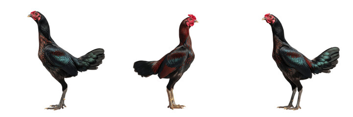 Modern Game Chicken Standing Slim Body - Gallus gallus domesticus - Poule de Combat Moderne - Moderne Kämpfer - SEO Optimized Ornamental Game Poultry Heritage Farming Livestock Photography Image © Homelander