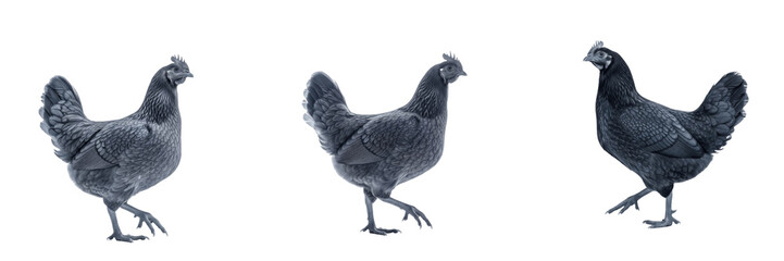 Campine Rooster Standing Barred Pattern - Gallus gallus domesticus - Coq Campine - Campiner Hahn - SEO Optimized Belgian Heritage Poultry Farming Ornamental Livestock Photography Image for Agriculture © Homelander