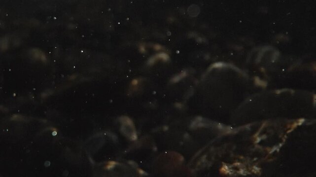 Murky underwater background with organic particles floating over a dark, rocky riverbed