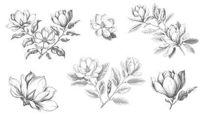 Magnolia flower vector set in vintage botanical line art.  © Artverza