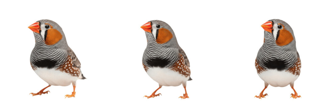 Zebra Finch Standing with Subtle Head Movement - Taeniopygia guttata - Pinz&oacute;n - Diamant mandarin - Songbird Portrait SEO Optimized Photography for Nature Blogs and Pet Education Resources