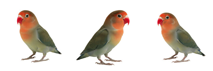 Fischer's Lovebird Standing with Gentle Stance - Agapornis fischeri - Agapornis - Inséparable - Colorful African Parrot SEO Optimized Bird Photography for Wildlife Promotion and Pet Breeding © KCago