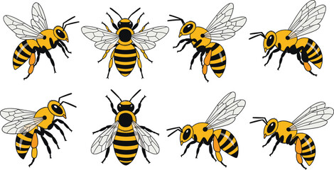 Obraz premium Bee vector set with different flying poses, detailed honeybee insect collection, pollination concept with wings and stripes, isolated wildlife illustration bundle