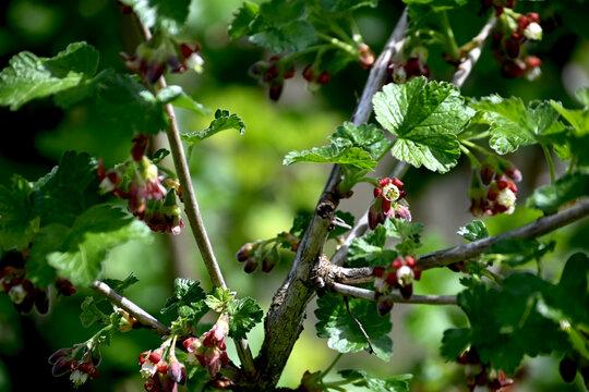 Ribes nidigrolaria common the jostaberry in early phase of blossom