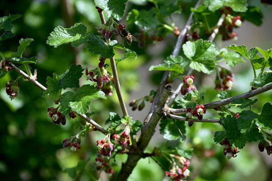 Ribes nidigrolaria common the jostaberry in early phase of blossom