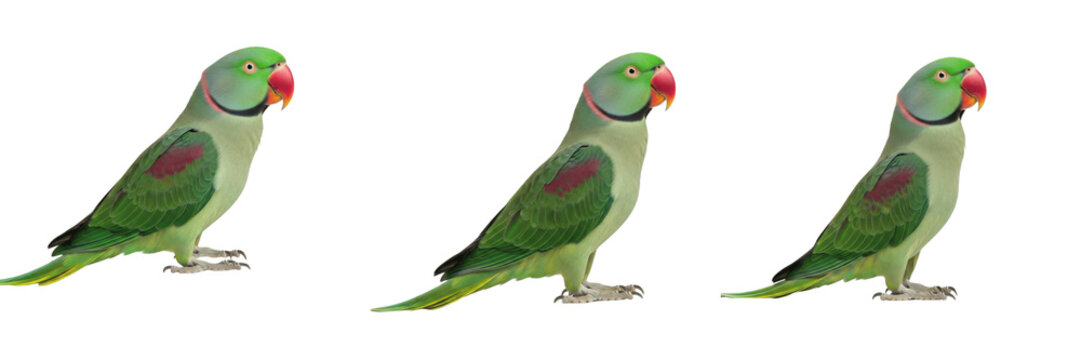 Alexandrine Parrot Standing with Majestic Posture - Psittacula eupatria - Perruche grand-alexandre - Gro&szlig;er Alexandersittich - Large Green Parrot SEO Optimized Wildlife Photography Stock Image