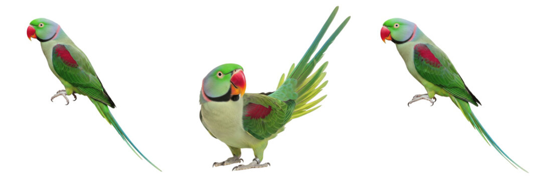 Alexandrine Parrot Standing with Elongated Tail Visible - Psittacula eupatria - Perruche alexandre - Alexanderparakit - Large Green Parakeet Photography SEO Optimized for Nature Media and Research