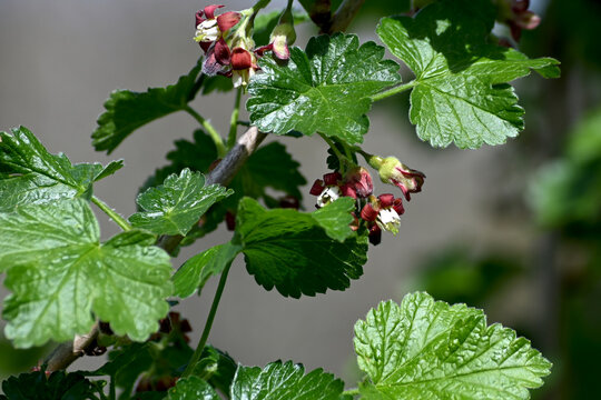 Ribes nidigrolaria common the jostaberry in early phase of blossom