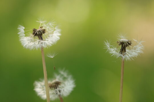 fiori di dente di leone in primavera in un prato