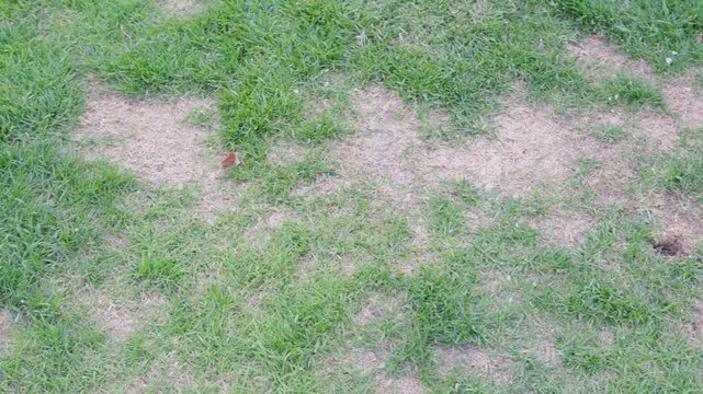 Patchy lawn with large dry areas among green grass. Garden maintenance concept showing stressed turf surface.