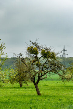 Misteln auf einem Obstbaum im Fr&uuml;hjahr