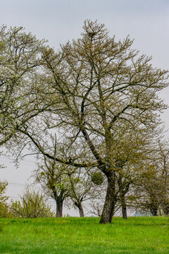 Misteln auf einem Obstbaum im Fr&uuml;hjahr