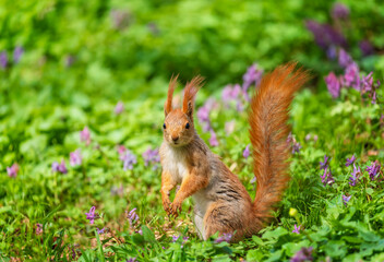 A cute funny red squirrel stands in a spring park among lilac flowers. © nataba
