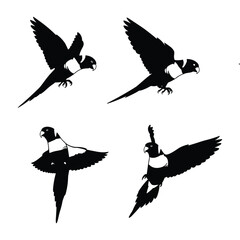 Obraz premium Set of flying parrot vector illustrations, tropical parakeet silhouettes in flight and perched on branches isolated on white background