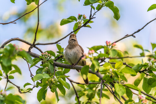Thrush Nightingale, Luscinia luscinia. A bird sits on a tree branch and sings